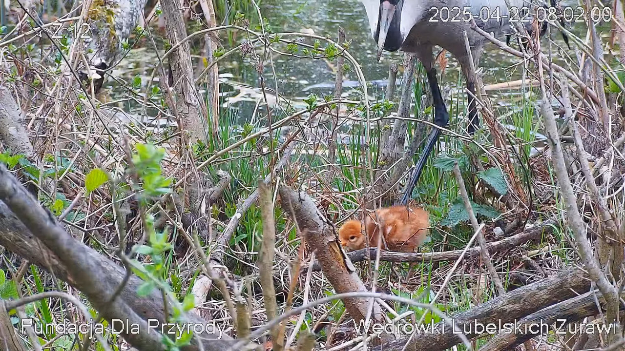 Tiešraides kamera ar dzērvju ligzdu netālu no Poleski PN. Tiešraides kamera, kas ligzdo parasto dzēr