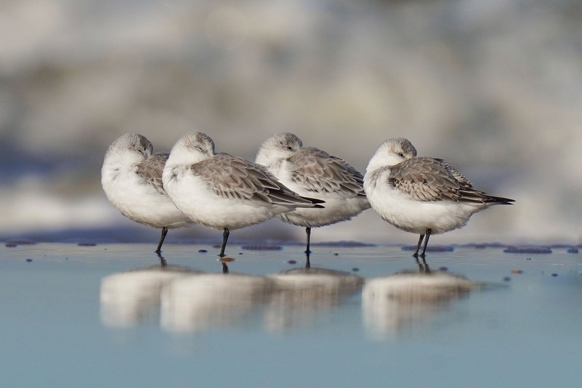 Drieteenstrandlopers