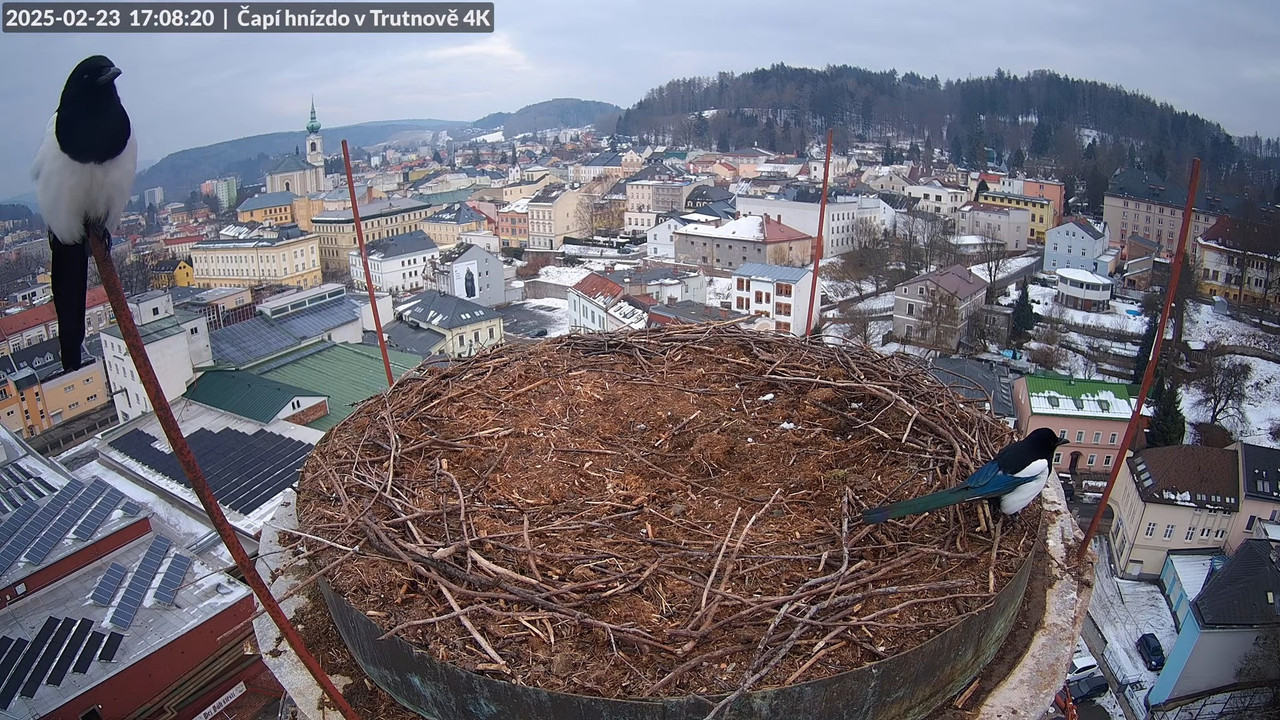 Živě z čapího hnízda na pivovarském komíně v Trutnově 13-0-10 screenshot