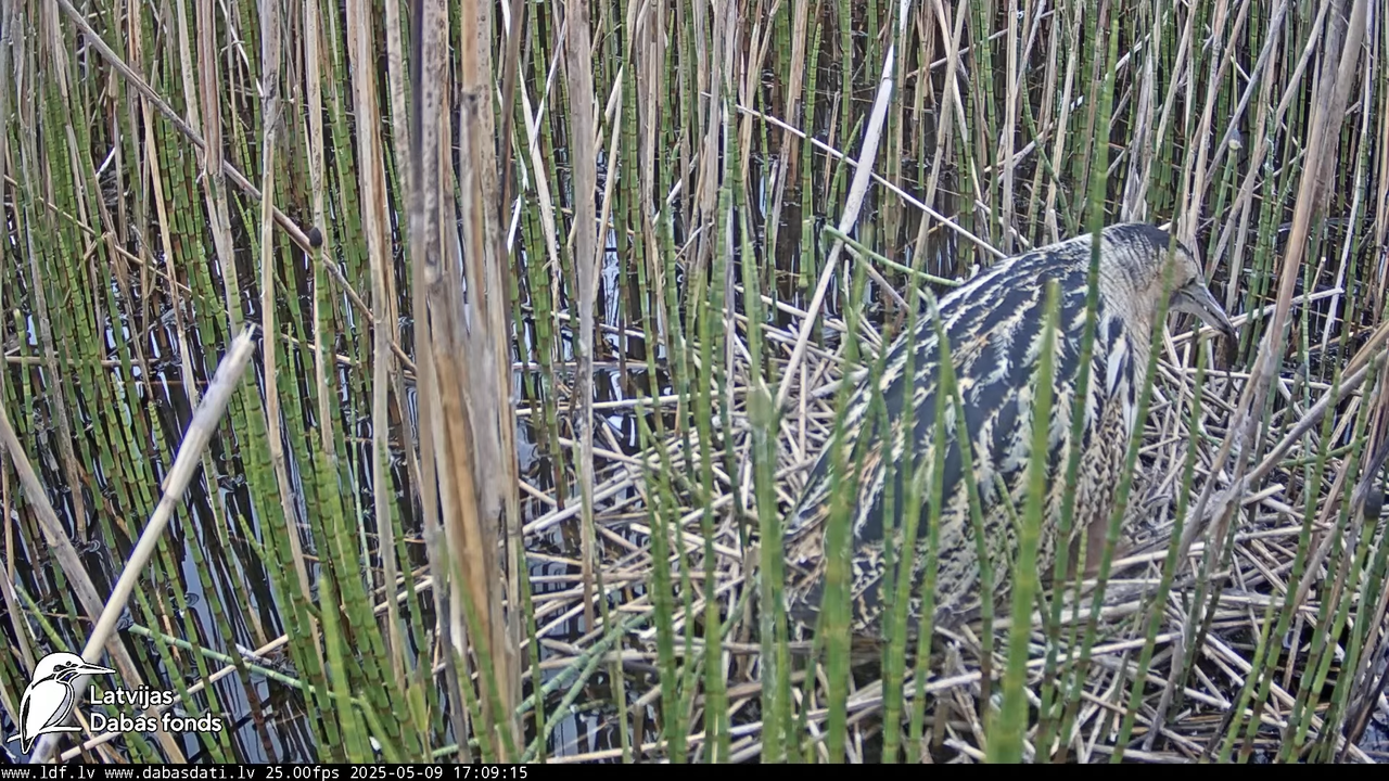 LDF Lielais dumpis (Botaurus stellaris) Zemītes pagastā 10-11-50 screenshot