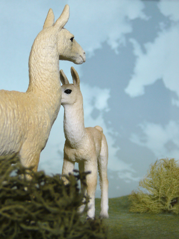 Mojö 2019 Llama and Cria- a walkaround by A.R.Garcia P1090628ed