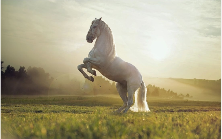 Nature-field-white-horse-animal-wallpape