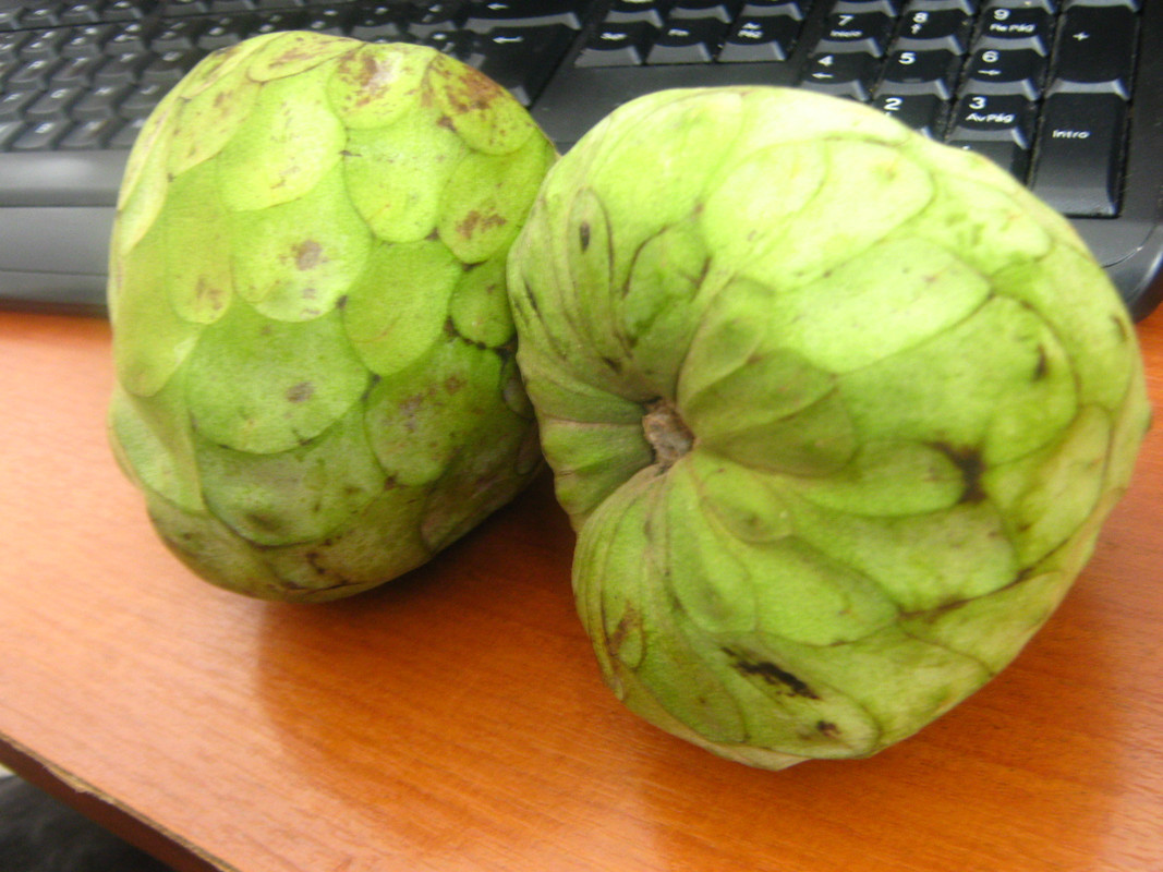 chirimoya_-la-salida-chile-20141010T094200