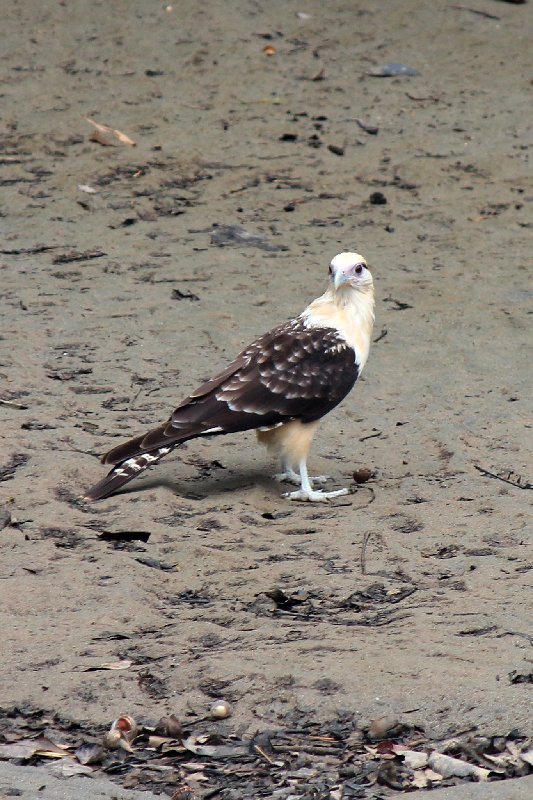 DIA 13: EXCURSIÓN DE UN DÍA A CORCOVADO - DE TORTUGAS Y PEREZOSOS. COSTA RICA 2019 (53)