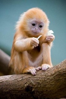 [Image: 6e9d4e344d4c9819f63ac2d817215989-cute-mo...monkey.jpg]