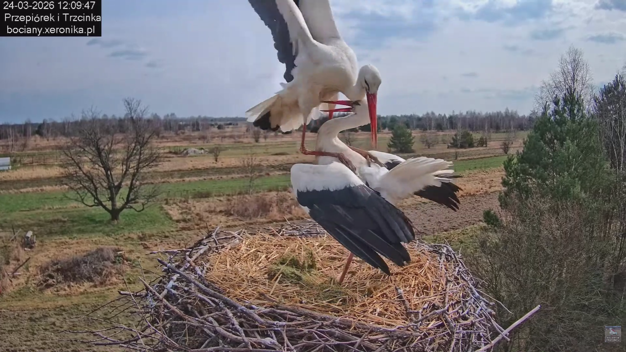 24032026bociany 16
