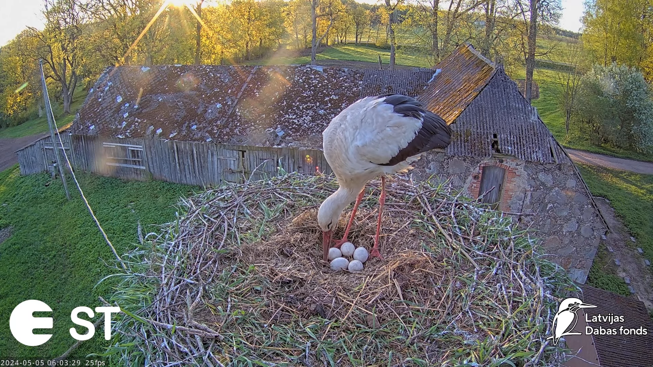 Baltie stārķi (Ciconia ciconia) Tukuma novadā - LDF tiešraide __ White storks in Tukums, Latvia 8-57