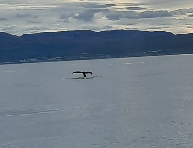 Dia 7. Avistamiento ballenas. Husavik Dettifoss. Mývatn Nature Baths. Grjótagjá - Islandia increíble en 11 días. (3)