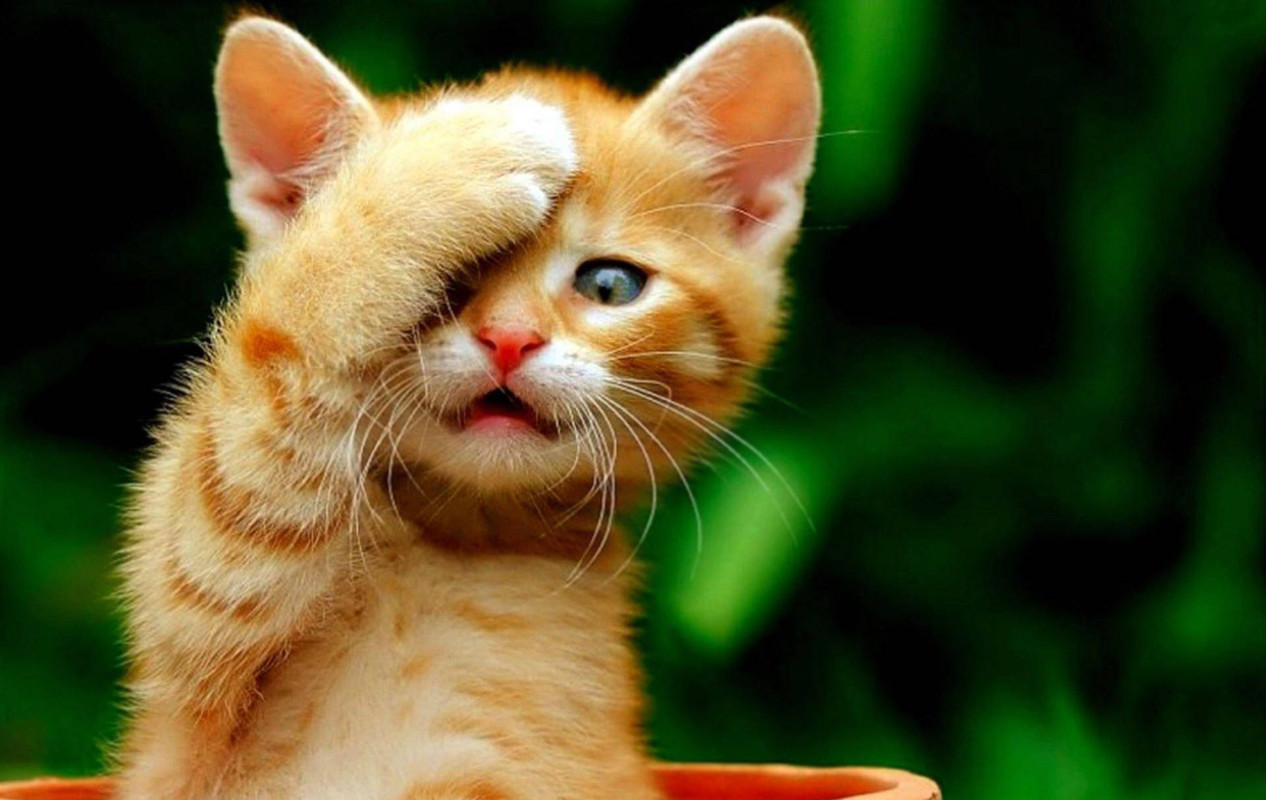cool-cat-face-palm-w8e59cwglp2t15j5.jpg