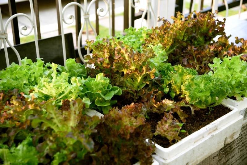 Простые способы выращивания салата в домашних условиях