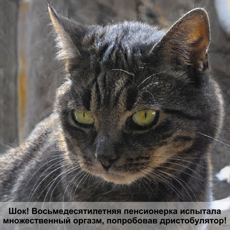 ашера самая большая кошка