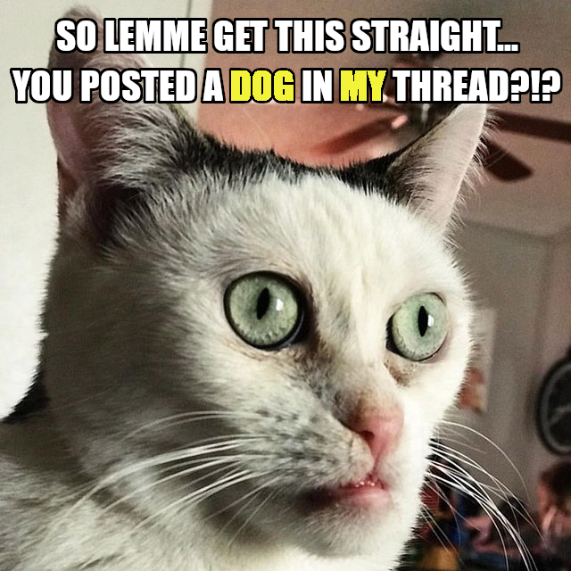 posted-a-dog.jpg