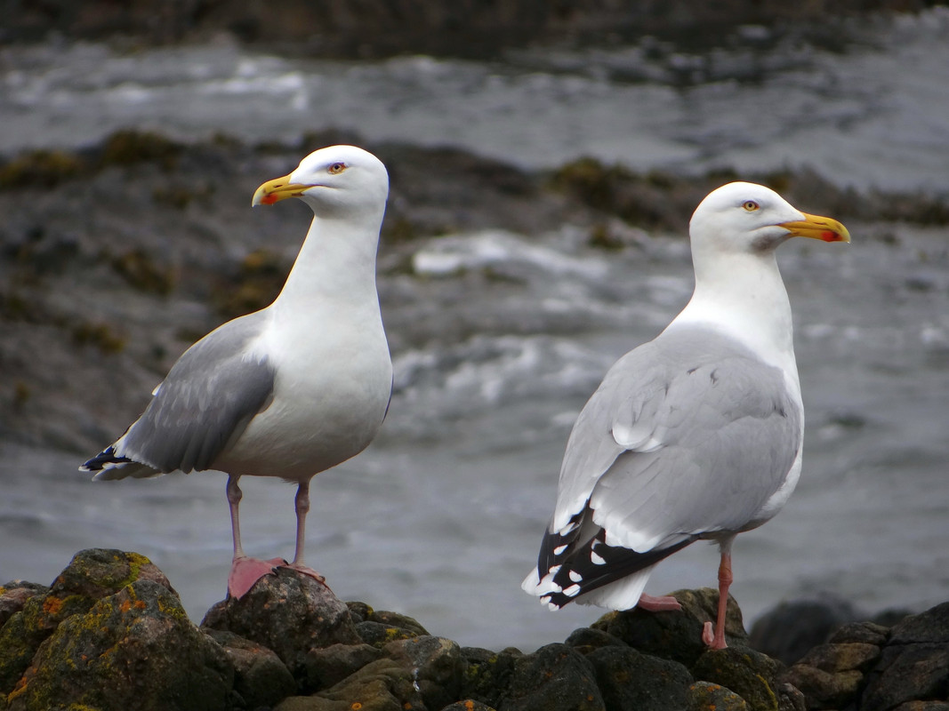 HERRING GULL 31 210424