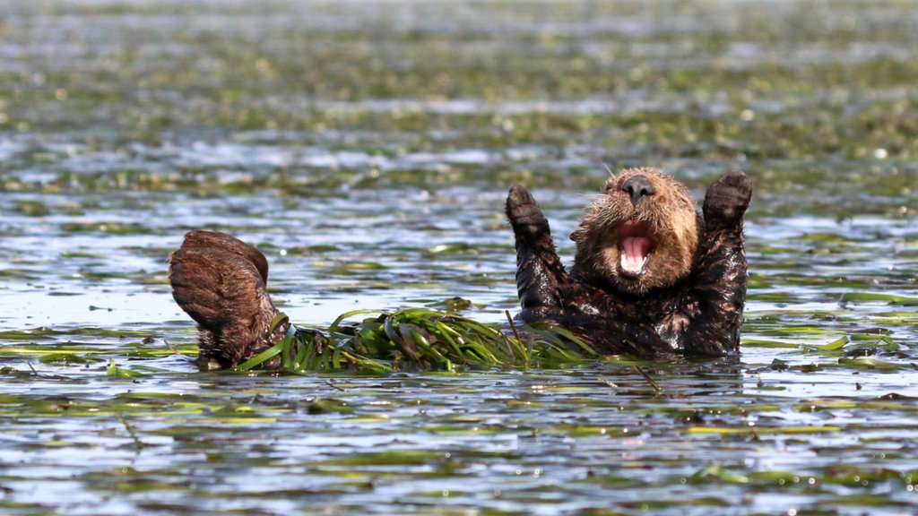 Happy-Otter.jpg