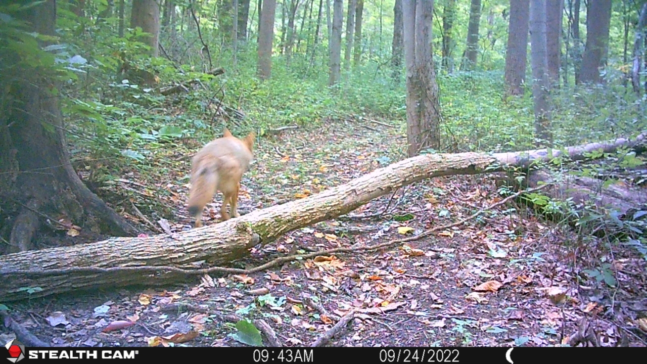 Resized_STC_0529_36004435735483