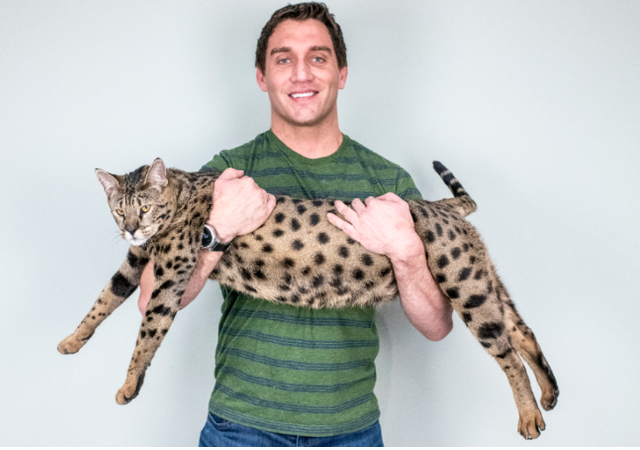 Un gato establece el récord Guinness como el más alto del mundo