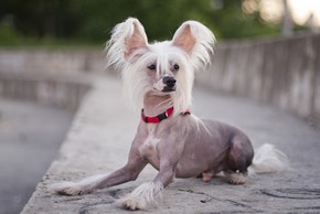 chien-nu-de-chine-couche-sur-une-marche