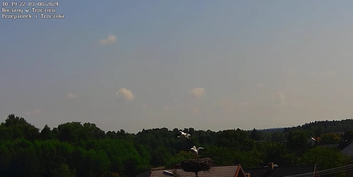 obcybociannadgniazdem