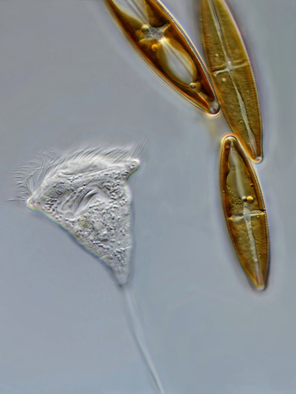 Vorticella 45 sp mit Stauroneis (ev) sp DIK 100 Schlamm-Kultur