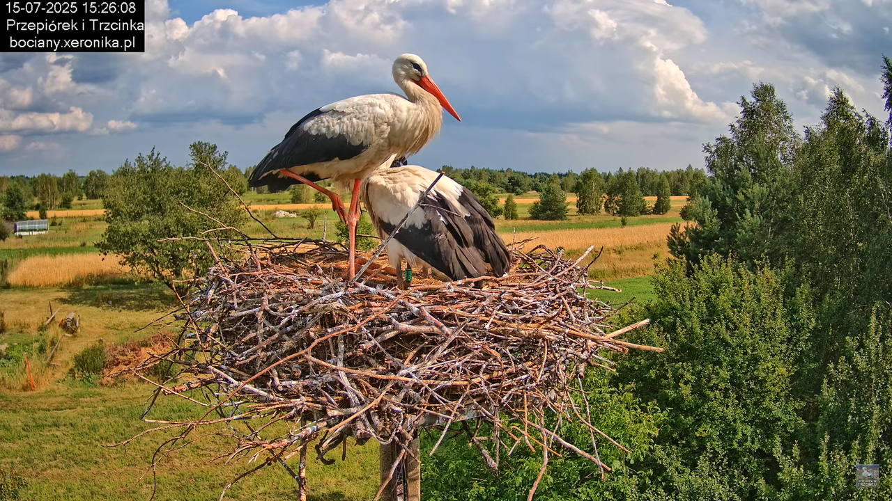 15072025bociany31