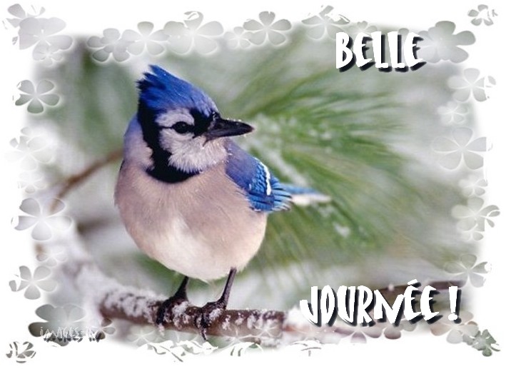 Mardi 30 Avril 2019... JOURNEE-MESANGE-BLEUE-F