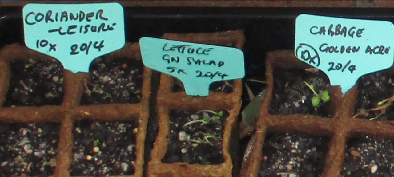26may20-coriander-lettuce-cabbage-seedings.png