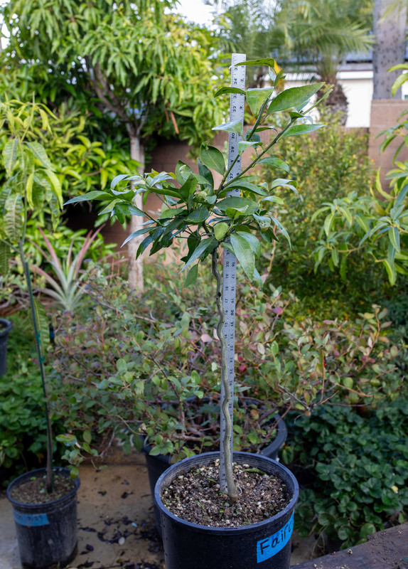 8U1A8228 Fairchild Mandarin Tree in 5 Container (11 18 2025)