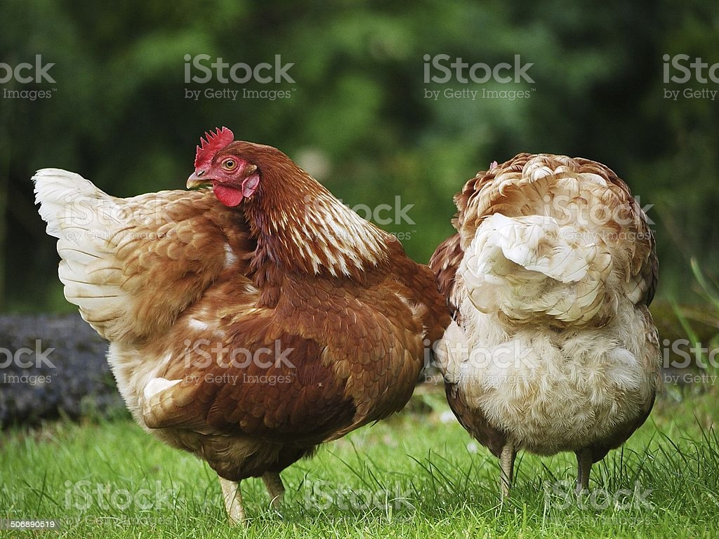 Kép