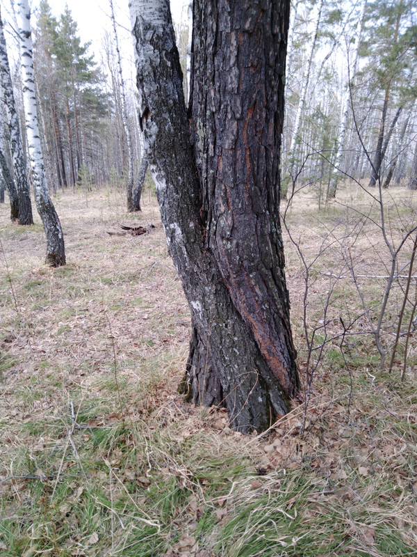 IMG_20190421_141500_189