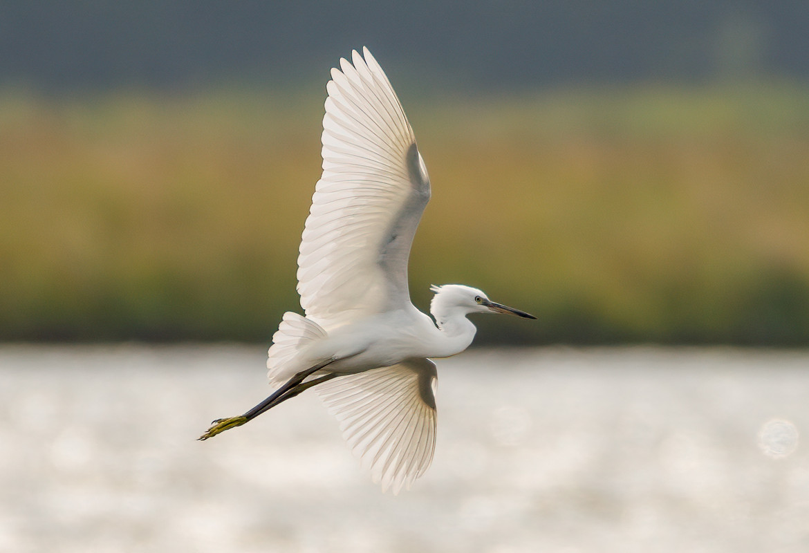 Kleine Zilverreiger (Nieuwe Driemanspolder, 8/2021) Debuutfoto. Zo leer je al snel dat zo’n centrale compositie “niet hoort”.