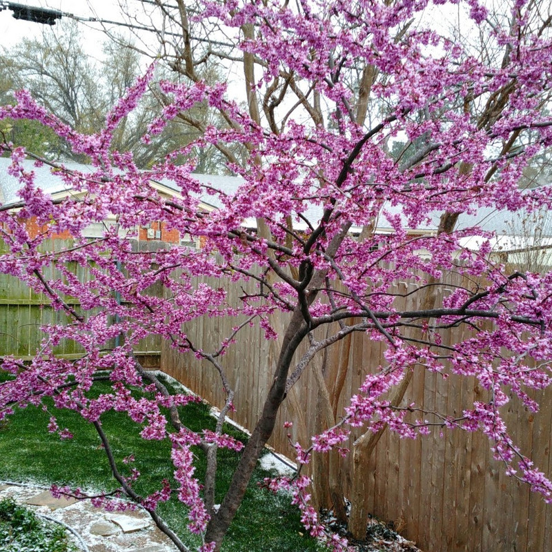 Redbud and Snow