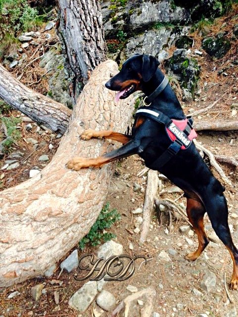 Dogs-Zeus-Tree-HD.jpg