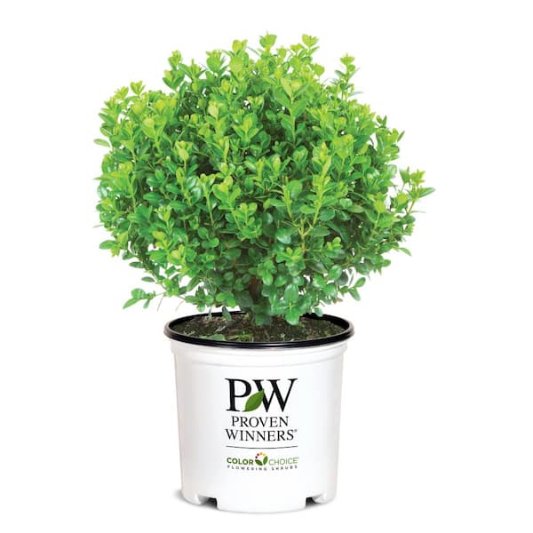 Elevate Your Outdoor Oasis with Home Depot’s Unbeatable Deals on Landscaping Essentials Elevate Your Outdoor Oasis with Home Depot’s Unbeatable Deals on Landscaping Essentials
