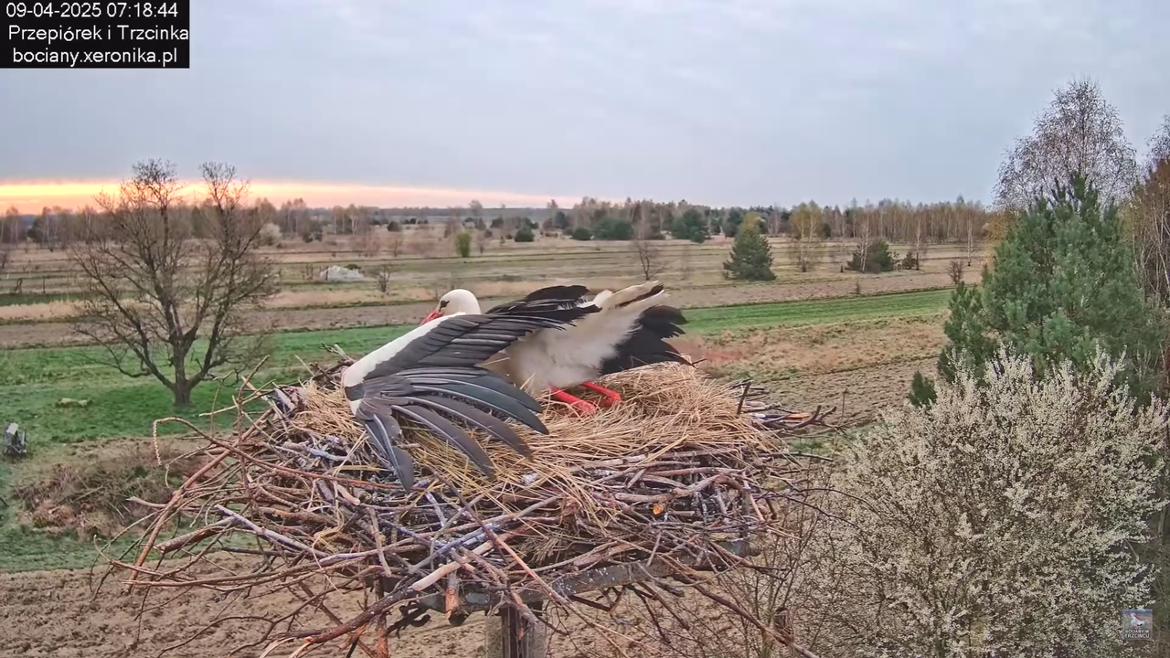 09042025bociany_19