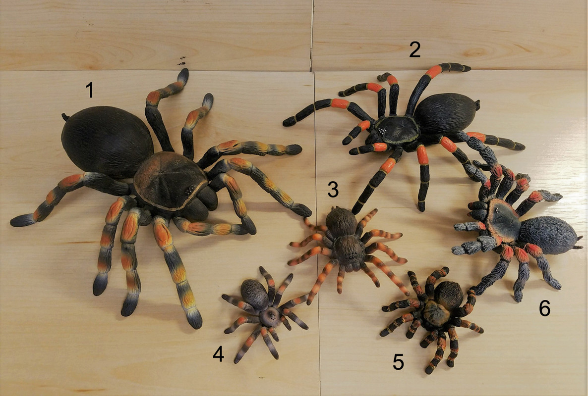 mojo - Tarantula (Mojo Fun) 20190424-174927