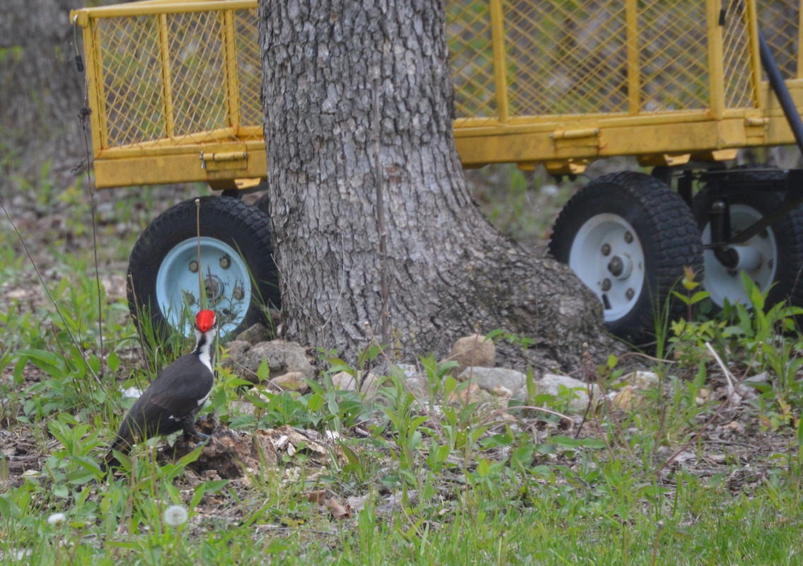 2021-4-23 Pileated Woodpecker (6)