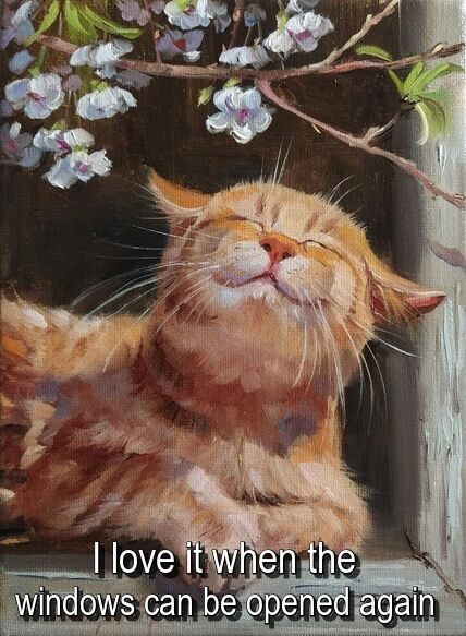 resized_cat_and_open_window