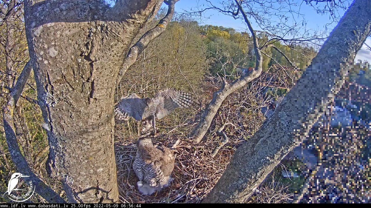 Vistu vanags (Accipiter gentilis) Rīgā - LDF tiešraide __ Goshawks, Riga, Latvia 10-21-44 screenshot