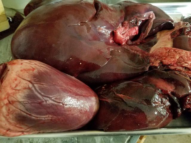 [Image: 35-Liver.jpg]