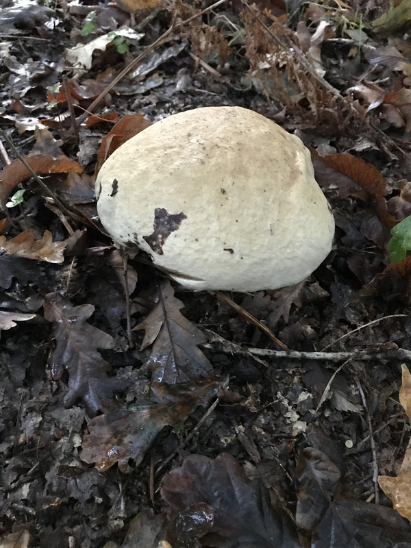 5D0331E9-423E-4DAE-92B2-B1CFDC0608D9