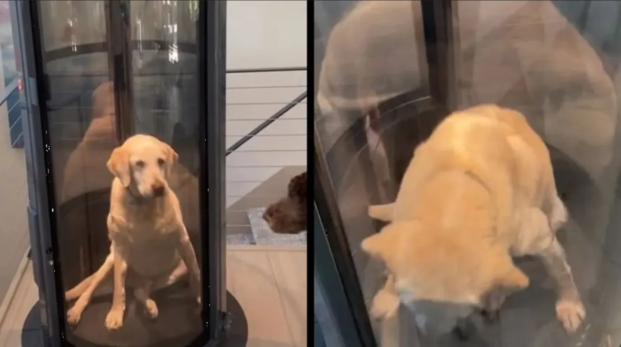 Hacen elevador para perrito porque ya no sube ni baja escaleras