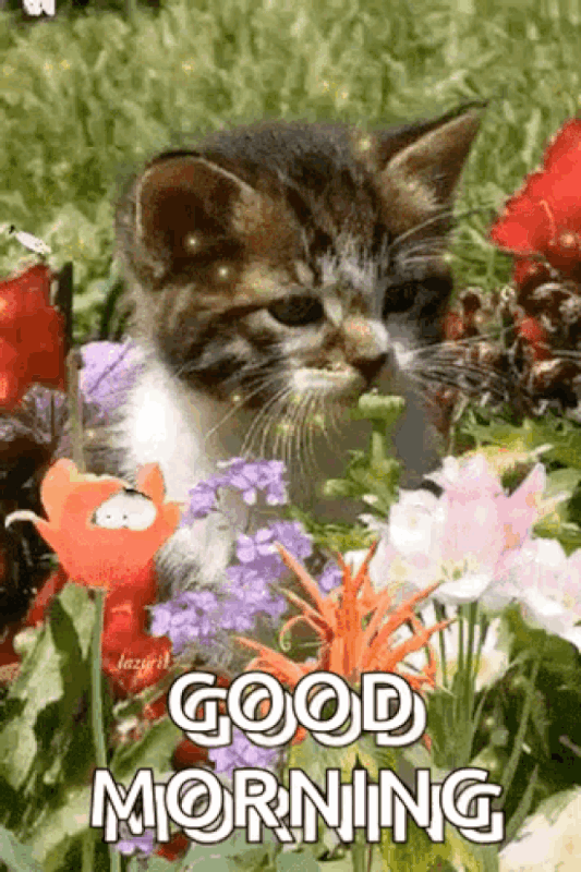 An den Beitrag angehängtes Bild: https://i.postimg.cc/nhHBFqKf/oie-182245il80Ewq-X.gif