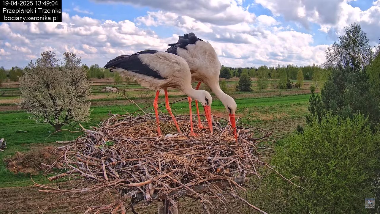 19042025bociany21