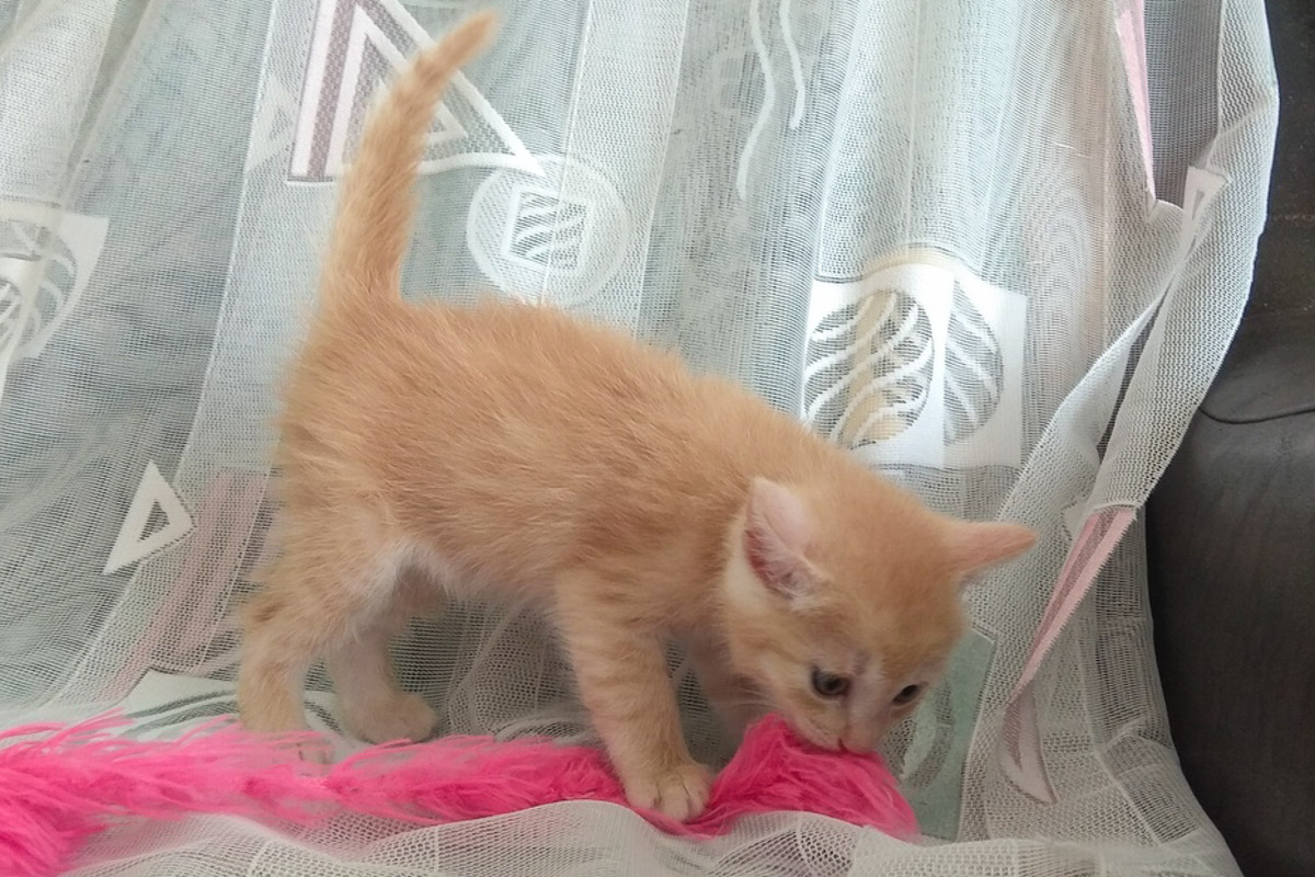 ?ыжикБелый1_4-1