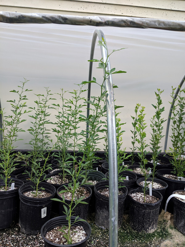 TaiTri seedlings on left
