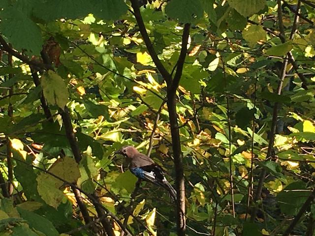 F9_B52419-_CA00-40_A0-82_C0-9_FB79_C985_