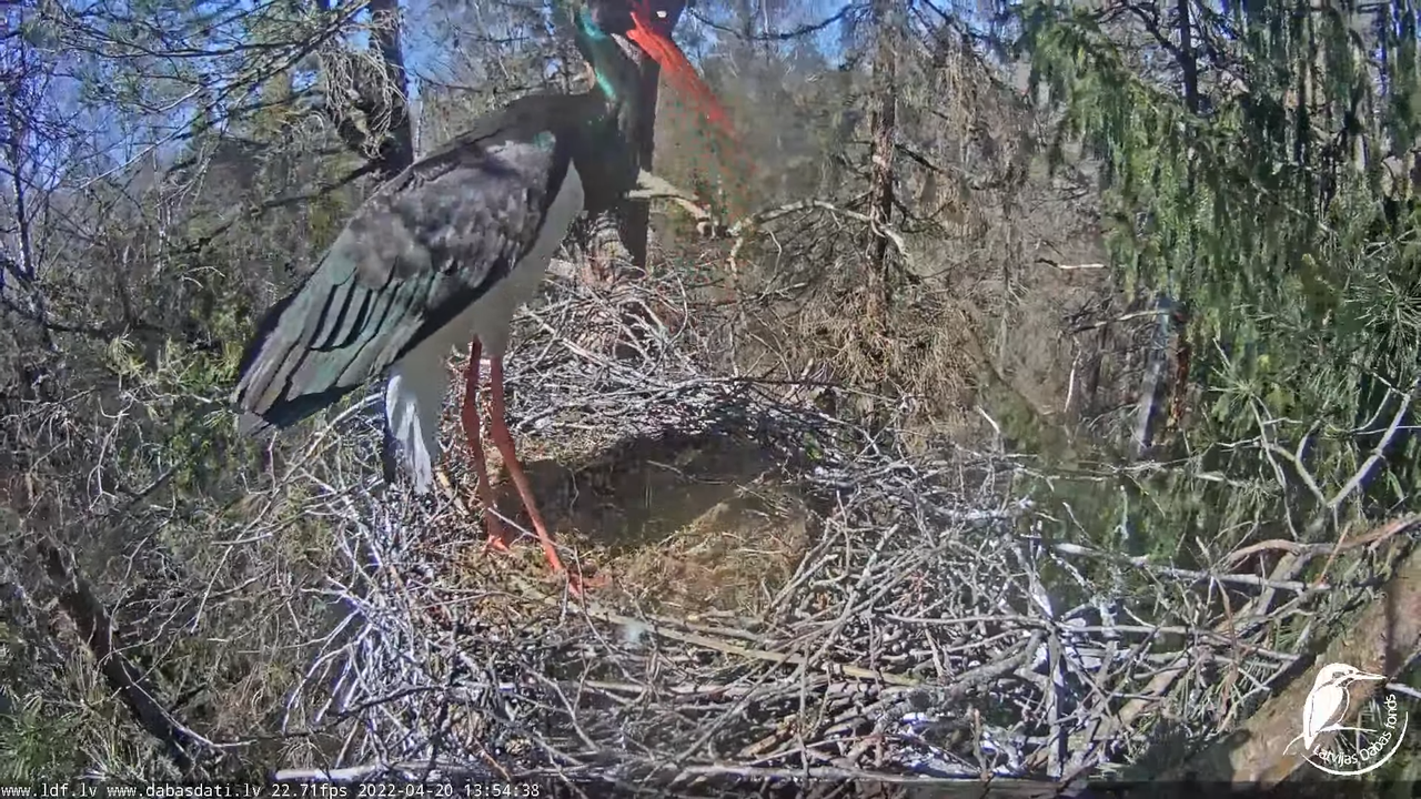 Melnais stārķis (Ciconia nigra) Siguldas novadā - LDF tiešraide 7-44-44 screenshot