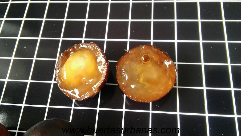 huertasurbanas_com_20181109_091847Myrciaria_sp_paraguay_cerrado-