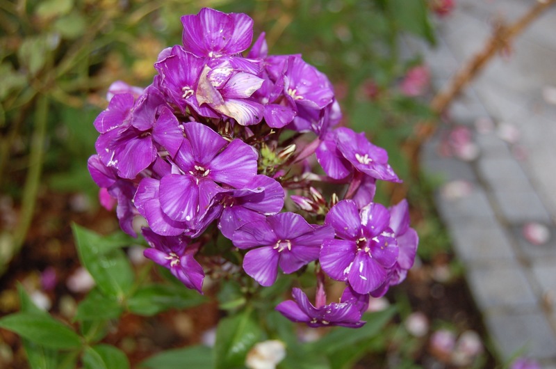 Düsterlohe mit Streifen