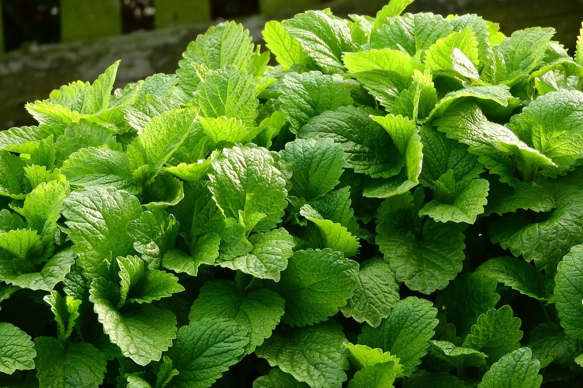 ¿Cómo conciliar el sueño? Hazlo de forma natural con estas plantas